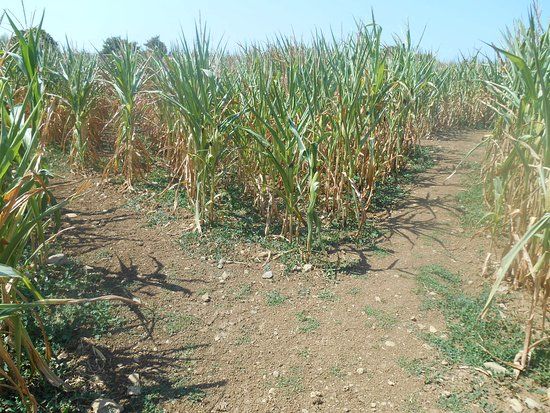 Les Labyrinthes de Puzieux