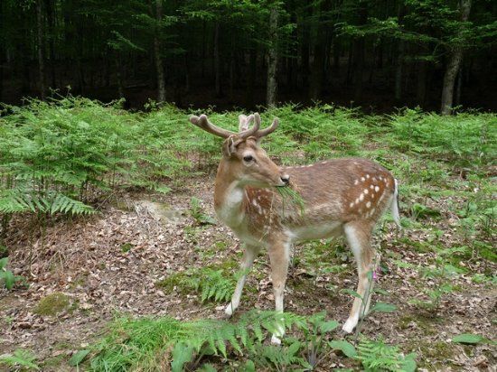 Parc Animalier de Fougerolles