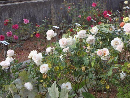 Mittelalterlicher Garten