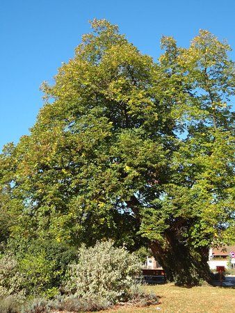le Tilleul millénaire