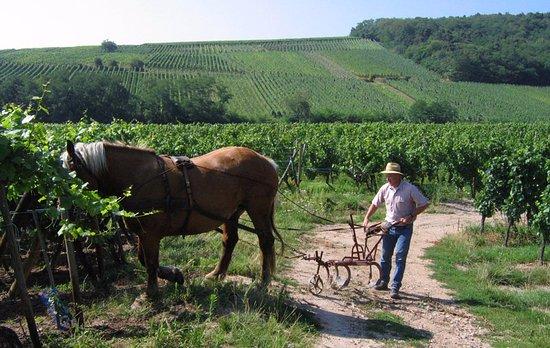 Vins d'Alsace Famille Dietrich