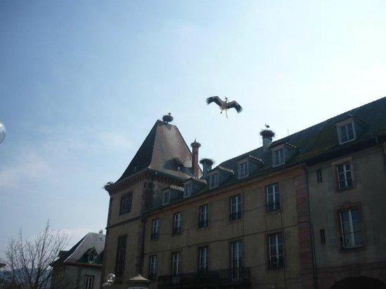 Storks