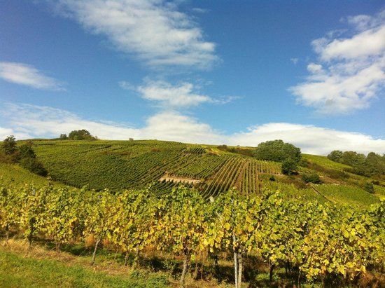 Domaine Hubert METZ