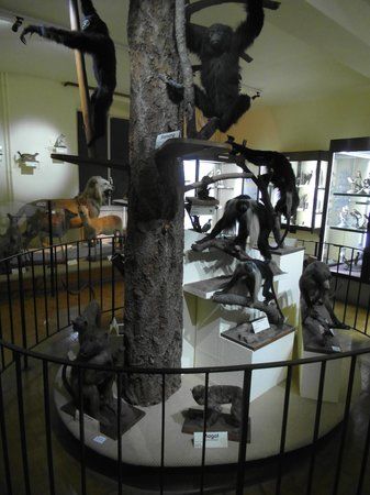 das Naturgeschichtliche und Ethnographische Museum